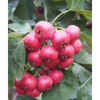 臨沂興旺苗木繁育合作社供應(yīng)山楂苗