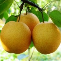 6公分梨樹-8公分梨樹-10公分梨樹