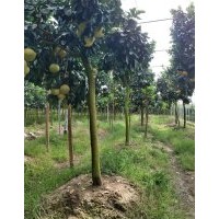 江西省南昌市哪里有嫁接紅心柚，馬家柚，沙田柚果樹賣？