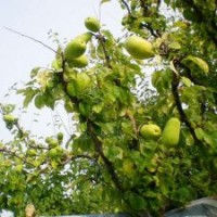 光皮木瓜苗又稱降龍木，木瓜海棠苗，光皮木瓜苗。