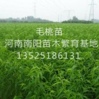 桃樹苗 占地苗 各種果樹苗 綠化苗木 長期供應(yīng) 量大從優(yōu)