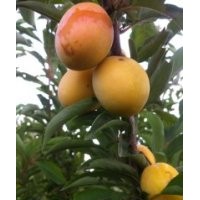 吉林李子苗供應(yīng)，大量出售李子苗批發(fā)