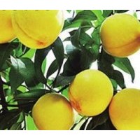 錦繡黃桃苗，吉林內(nèi)蒙遼寧出售新品種