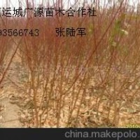 1公分桃樹成品苗大量出售、價格優(yōu)惠