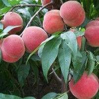 批量供應(yīng)桃樹(shù)苗 新品種豐產(chǎn)早熟桃樹(shù)苗 嫁接果樹(shù)苗
