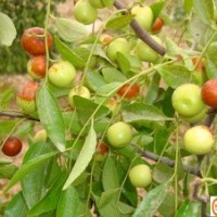 專營棗樹苗 專供優(yōu)質(zhì)高產(chǎn)棗樹苗