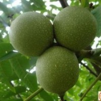 泰安核桃苗種植基地 當(dāng)年結(jié)果核桃苗 易成活嫁接核桃苗 歡迎選購(gòu)