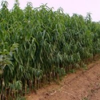 桃樹苗：秋紅巨桃，玉美人桃，中國(guó)紅肉桃，極早紅蜜桃，加州早甜