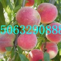 映霜紅桃苗，九九紅桃王桃苗，金秋紅蜜桃苗