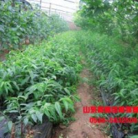 山東扁桃苗價格