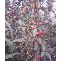 哪里能買到蘋果苗？山西運(yùn)城絳縣蘋果苗供應(yīng)商