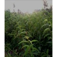 供應(yīng)蘋果苗 桃樹苗 梨樹苗 山楂苗 櫻桃苗