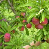 李子樹(shù)苗品種有哪些 李子樹(shù)苗批發(fā)基地