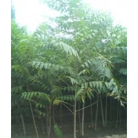 香椿苗，香椿樹苗，大棚香椿苗