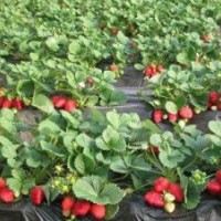 山東泰安草莓苗的批發(fā)價格