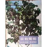 盆栽葡萄價(jià)格,盆栽葡萄苗,凱年廠家直銷,歡迎咨詢