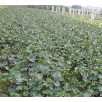 山東平邑300萬(wàn)棵巨峰葡萄苗銷售