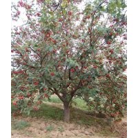懷來供應(yīng)八棱海棠樹