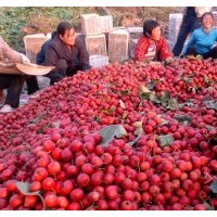 山楂產(chǎn)地 品種山楂苗 結(jié)果的山楂樹