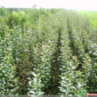 長(zhǎng)期供應(yīng)棗樹(shù)苗、蘋果苗、山楂苗、山楂果、花椒苗