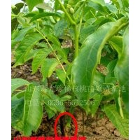 山東嫁接核桃苗供應商