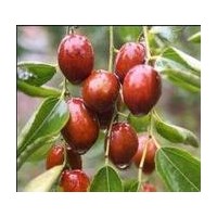 山東泰安棗樹苗批發(fā)價格