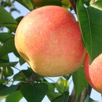 梨苗價格 梨苗最新價格