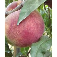 供應新品種桃樹苗