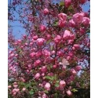 本基地大量出售各種水果苗木及海棠苗木