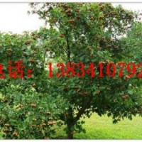 8-9-10公分櫻桃樹-9公分櫻桃樹-10公分櫻桃樹