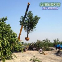 河北保定哪里有柿樹 滿城區(qū)柿子溝大量出售