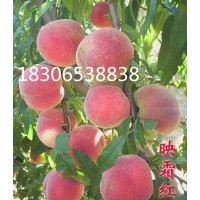晚熟桃苗、沂蒙霜紅桃苗、迎霜紅桃苗、早熟桃苗、倉方早生桃苗