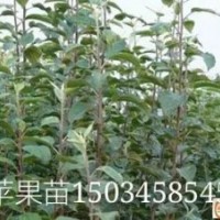 山西蘋(píng)果苗培育基地