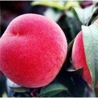 山東臨沂供夏之夢(mèng)桃苗 突圍桃苗 沙紅桃苗