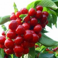 2016櫻桃苗價(jià)格，美早櫻桃苗，紅燈櫻桃苗，早大果櫻桃苗及拉賓