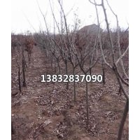 供應(yīng)紅果樹