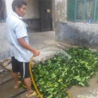 山東泰安秋月梨銷售中心