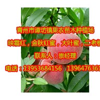 優(yōu)質(zhì)映霜紅桃樹苗直銷