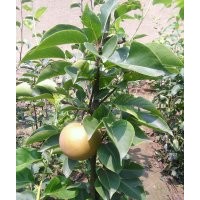 供應梨樹苗，晚秋黃梨苗