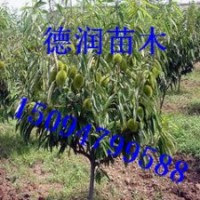 板栗苗 栗子苗 板栗樹(shù)苗價(jià)格