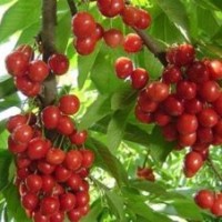 3公分吉塞拉櫻桃苗,濟(jì)南吉塞拉櫻桃苗,泰安澤陽園藝場(chǎng)