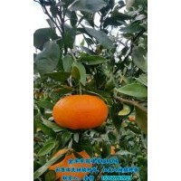 由良柑橘種苗去哪買|湖州由良柑橘種苗|崗峰農(nóng)場有口皆碑