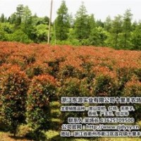 紅楠價格、黑龍江紅楠、十里豐農(nóng)場有口皆碑(多圖)