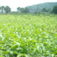 供應(yīng)核桃苗