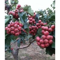 供應(yīng)山楂果