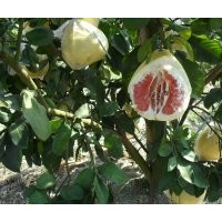 紅肉蜜柚、黃金蜜柚