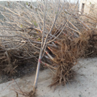 低價供應：櫻桃苗，櫻桃樹，成品與實生苗