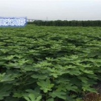 小葉無花果苗木批發(fā)_無花果苗_無花果苗種植技術(shù)