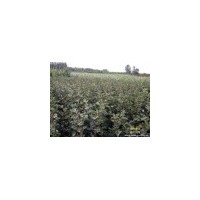 優(yōu)質山楂苗 梨樹苗 桃樹苗