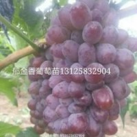 大量批發(fā)出售郁金香葡萄苗郁金香快苗